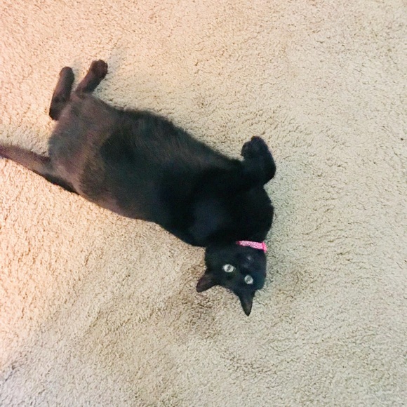 Meet your Posher, Shannon - Picture 5 of 5